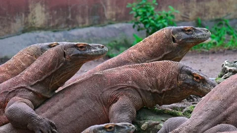 Komodo dragon group portrait 스톡 동영상 235901216