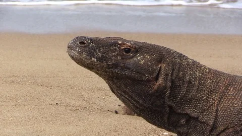 Komodo dragon head Video stock 81533020