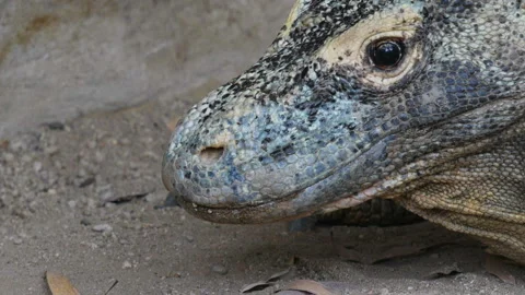 Komodo dragon head shot Stock Footage 132402470
