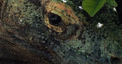 The Komodo dragon head slowly opens and closes the eye Stock Footage 116739485