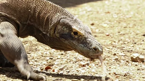 Komodo dragon headshot, walking Stock Footage 130238677