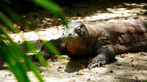 Komodo Dragon Hiding Stock Footage 35398891