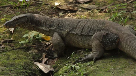 Komodo Dragon Indonesia, 스톡 동영상 39563510
