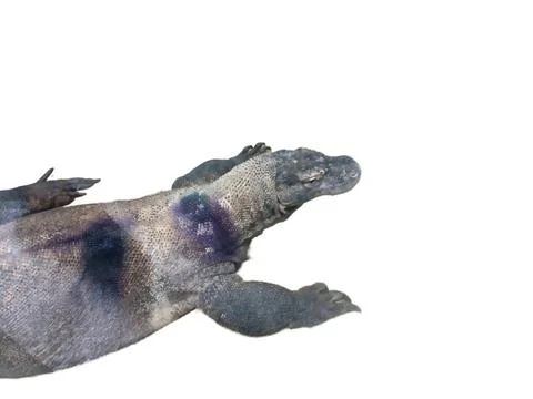Komodo dragon isolated on white background Photos