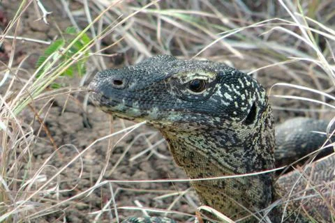 Komodo dragon juvenile headshot close up Stock Photos