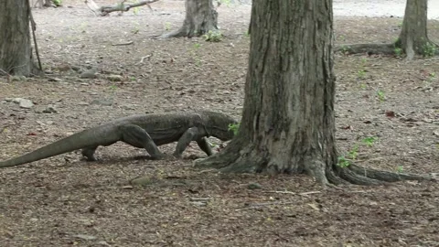 Komodo Dragon, the Largest Lizard Species Stock Footage 133750682