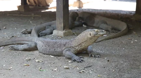 Komodo Dragon, the largest lizard in the world, Rinca Island, Indonesia. Stock Footage 62937788