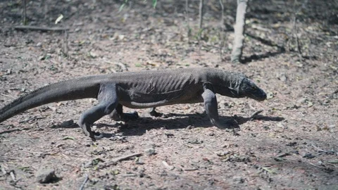 Komodo Dragon, the largest lizard in the world walks in front of the camera Stock Footage 126723043
