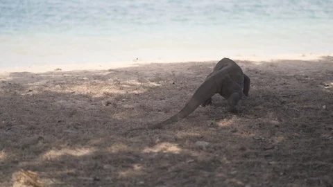 Komodo Dragon, the largest lizard in the world walks in front of the camera Stock Footage 126724320