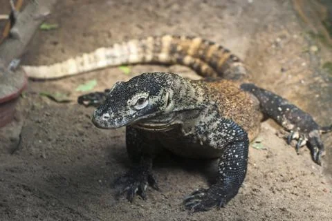 Komodo dragon largest lizard of the world Stock Photos