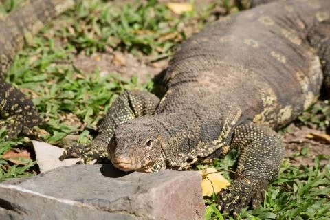 Komodo Dragon, the largest lizard in the world Stock Photos