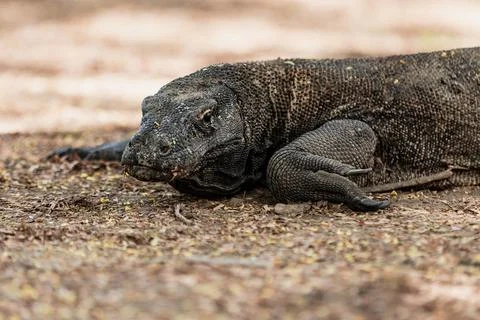 Komodo dragon is laying down on the ground Stock Photos