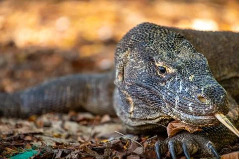 Komodo dragon laying in the shadow with the forked tongue sniff air. Close .. Stock Photos