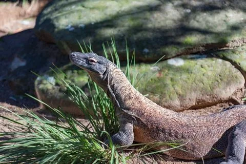 Komodo dragon lizard close up. Endangered wildlife background Stock Photos