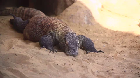Komodo dragon lizard Видео 46614578