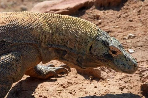 Komodo dragon lizard 写真素材