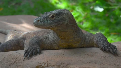 Komodo dragon lizard resting on a rock in the sun looking around in the wild 4k Stock Footage 328534034