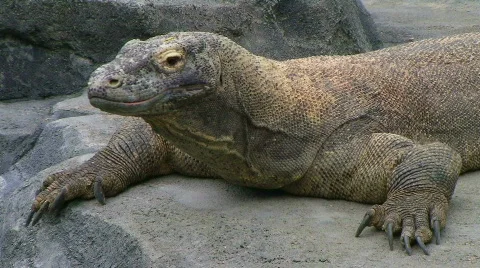Komodo Dragon Looking Around Stock-Footage 649505