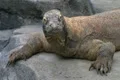 Komodo Dragon Looking Around Footage