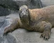 Komodo Dragon Looking Around SD Footage