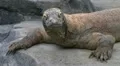 Komodo Dragon Looking Around HD Footage