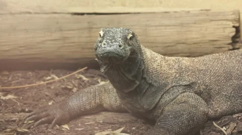 Komodo dragon looking at the camera Stock Footage 56358785