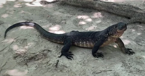 Komodo dragon looks at the camera and moves its body smoothly Stock Footage 289065511