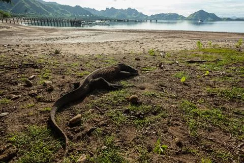 Komodo dragon lying down on the ground Stock Photos