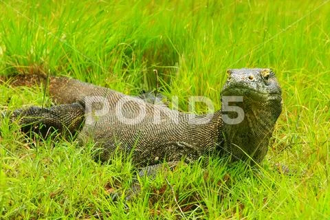 Komodo dragon lying in grass on Rinca Island in Komodo National Park, Nusa .. Stock Photos