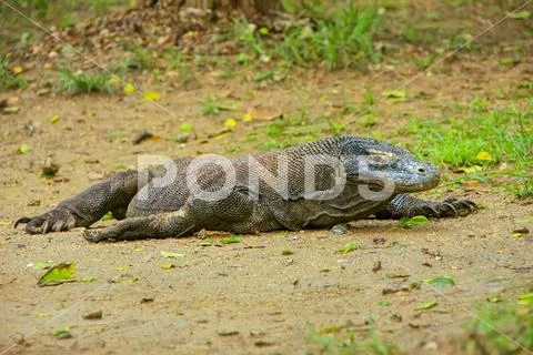 Komodo dragon lying on the ground on Rinca Island in Komodo National Park, .. Stock Photos
