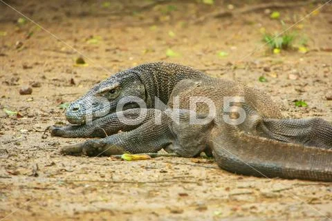 Komodo dragon lying on the ground on Rinca Island in Komodo National Park, Nu Stock Photos