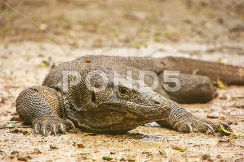 Komodo dragon lying on the ground on Rinca Island in Komodo National Park, Nu Stock Photos