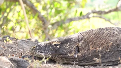 Komodo Dragon Lying on the Ground in Tropical Wildlife Habitat Stock Footage 342882999