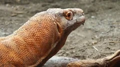 Komodo Dragon Yawning Stock Video - Download Video Clip Now - Komodo  Dragon, Lizard, Animal Wildlife - iStock