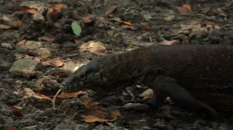 Komodo dragon moves along the bed of the stream Video stock 25877147