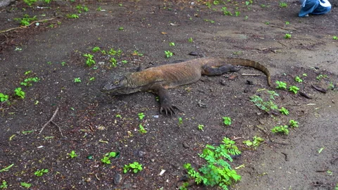 The Komodo dragon or giant lizard standing on the ground in Komodo national park Stock Footage 248131513