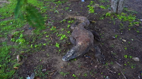 The Komodo dragon or giant lizard standing on the ground in Komodo national park Stock Footage 248132035