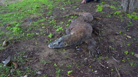 The Komodo dragon or giant lizard standing on the ground in Komodo national park Stock-Footage 248133996