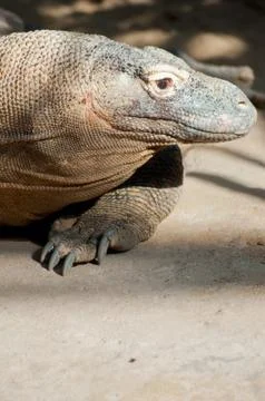 Komodo dragon Stock Photos