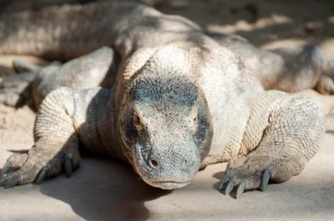Komodo dragon Stock Photos