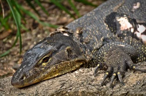 Komodo dragon Stock Photos