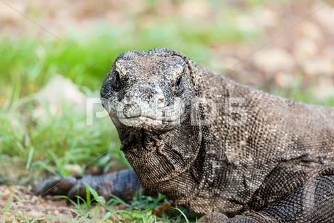 Komodo dragon Stock Photos