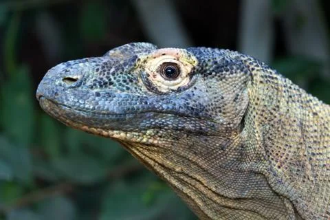 Komodo dragon 写真素材