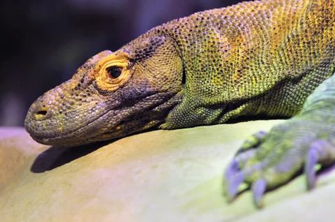 Komodo dragon Stock Photos