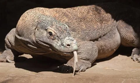 Komodo dragon Stock Photos