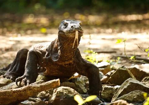 Komodo dragon 库存照片