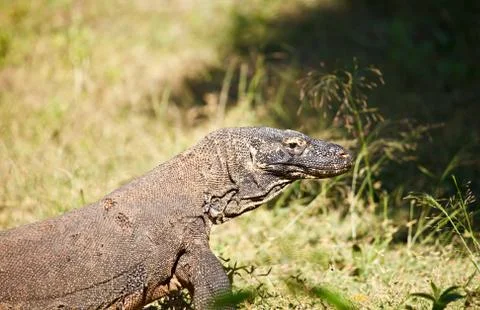 Komodo dragon Stock Photos