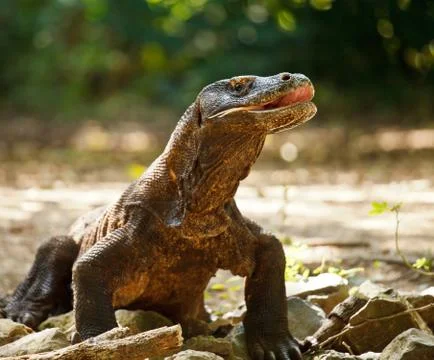 Komodo dragon 库存照片