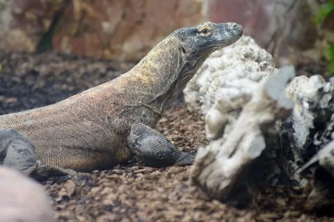 Komodo dragon Stock Photos