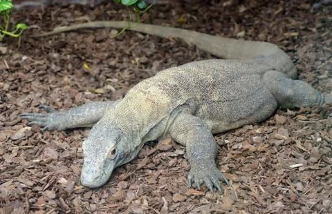 Komodo dragon Stock Photos